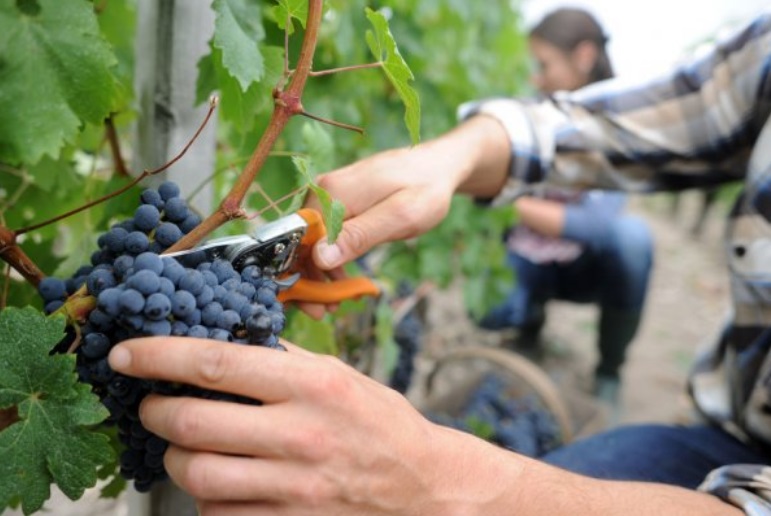 Сбор винограда. Фото из открытых интернет-источников